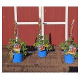 3 Manhattan Lights Super Duper Lupine Plants