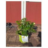 3 Yellow Knock-Out East Bee-Zy Rose Plants