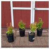 4 Polaris Blueberry Plants