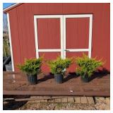 5 Spreader Sea Green Juniper Plants