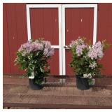 3 Dwarf Fragrant Pink Miss Kim Lilac Plants