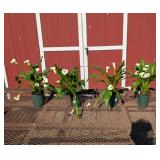 4 Annial White Flirt Calla Lily Plants