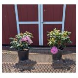 2 Rosy Lavender Elegant Rosy Rhododendron Plants