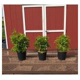 3 Fragrant New Age Lavender Lilac Plants