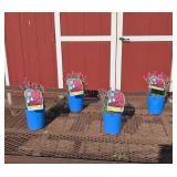 4 Dwarf Double Bubble Pink Dianthus Plants