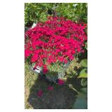 6 Red Painted Town Dianthus Plants