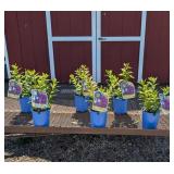6 Purple Garden Phlox Flame Plants