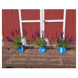 4 Purple Perpetual Saliva Sage Plants