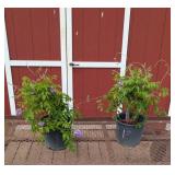2 Blue Amethyst Falls Wisteria Vine Plants