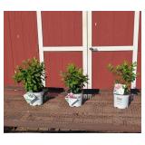 3 Prime Pinky Winky Sun Hydrangea Plants