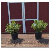 2 Fragrant Purple Knight Butterfly Bush Plants