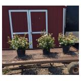3 Snowflake Viburnum Plants