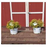 2 Dwarf Varigated Bubble Wine Weigela Plants