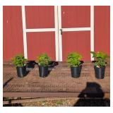 4 Latham Red Raspberry Plants