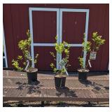 3 Blue Jay Blueberry Plants