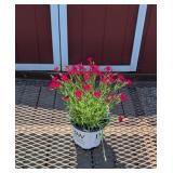 3 Red Painted Town Dianthus Plants