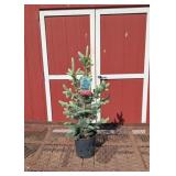 Fat Albert Blue Spruce