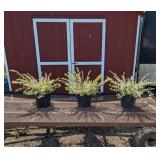 3 Dappled Willow Japanese Plants