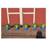 5 Rudbeckia Black-Eye Susan Plants