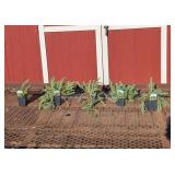 5 Blue Spruce Sedum Groundcover Plants