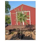 Dappled Willow Tree