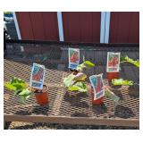 4 Victoria Red Rhubarb Plants