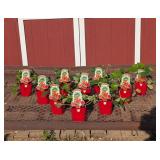 10 Everbearing Eversweet Strawberry Plants