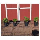 4 Double Crimson Red Hollyhock Plants