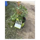 Easy breezy Knock out Rose