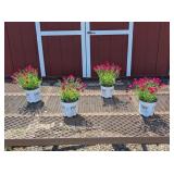4 Red Painted Town Dianthus Plants