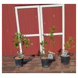 3 Patriot Blueberry Plants