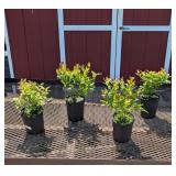 4 Big Bonus Blueberry Plants