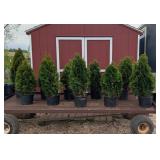 10 Emerald Green Arborvitae Plants