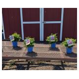 4 Hot Pink Cerise Plume Flower Astilbe Plants