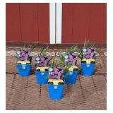 5 Ornamental Serendipity Drumstick Allium Onion Pl