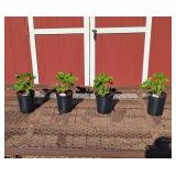 6 Purple Double Hollyhock Plants