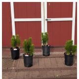 4 Dwarf Hardy Orange Matrix Lily Plants