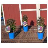 3 Dwarf Rocking Raspberry Purple Bee Balm Plants