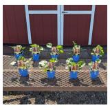 10 Assorted Colors Chaters Mix Double Hollyhock Pl
