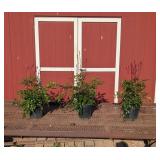 3 Red Plume Flower Astilbe Plants