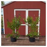 2 Dwarf Fragrant Lavender Pink Miss Kim Lilac Plan