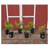 Blueberry Patch Collection