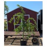 Low Weeping Pink Japanese Cherry Tree