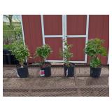 Peony Collection Assortment