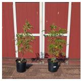 2 Elderberry Plants-Pollinator Pair