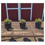 3 Hardy Red Dinnerplate Summer in Paradise Hibiscu