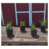 4 Purring Tiger Siberian Iris Plants
