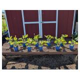 10 Green & Yellow Great Expectations Hosta Plants