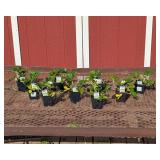 12 Everbearing Sweet Kiss Strawberry Plants