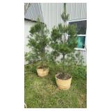 2 white Pine Trees